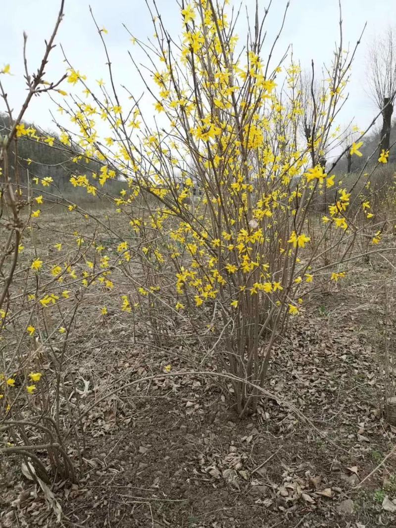 连翘东北连翘迎春花连翘小苗可视频看货