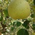 砀山酥梨，口感特别的好