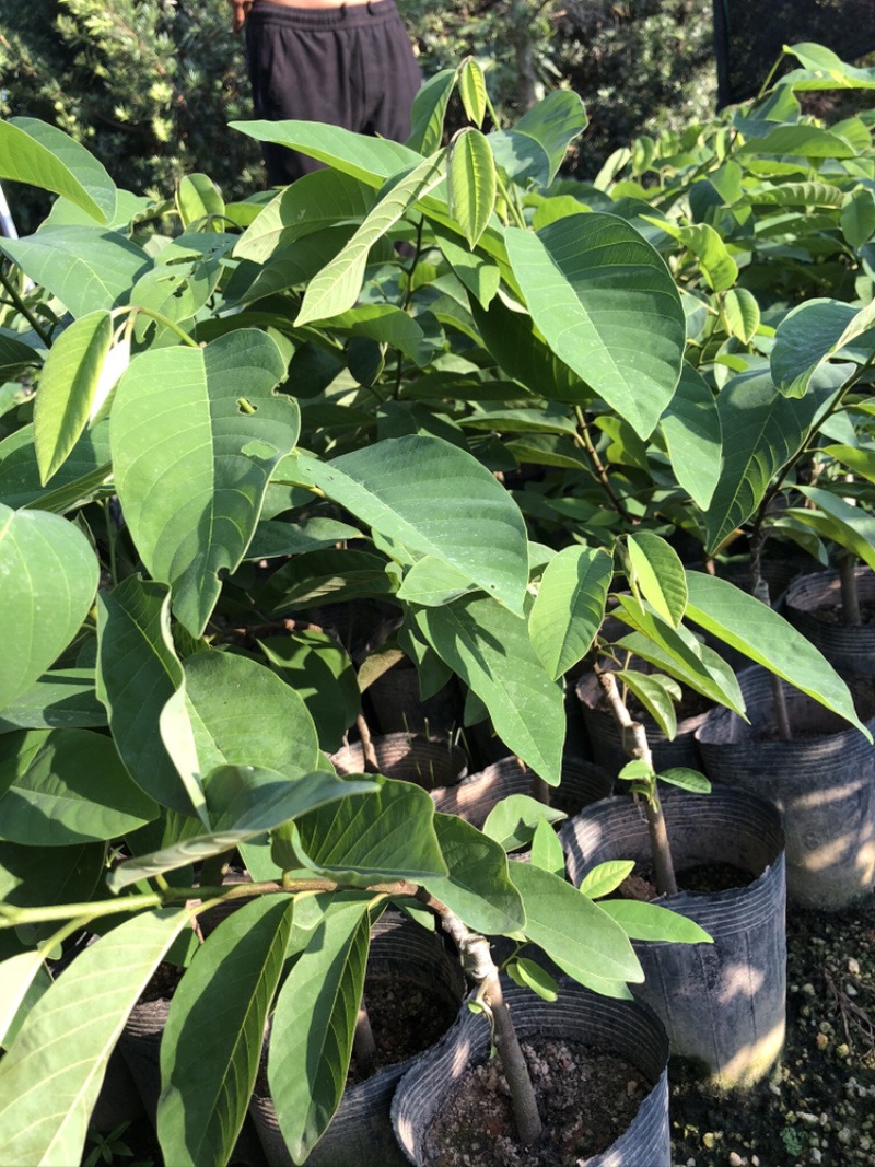 正宗凤梨释迦苗番荔枝苗