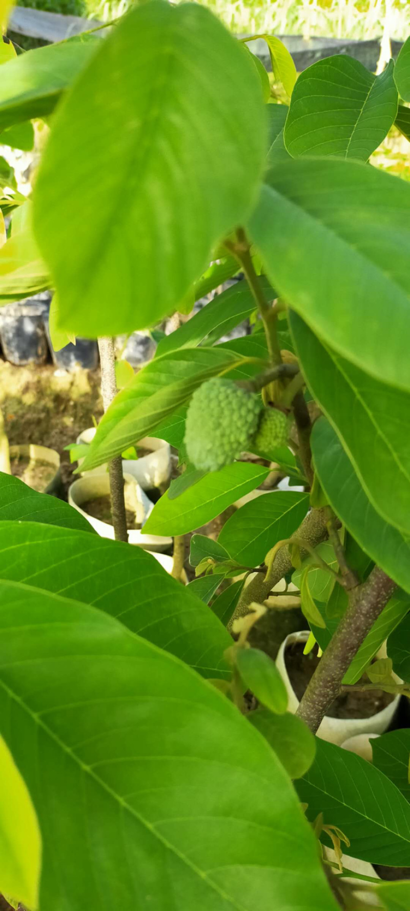 正宗凤梨释迦苗番荔枝苗