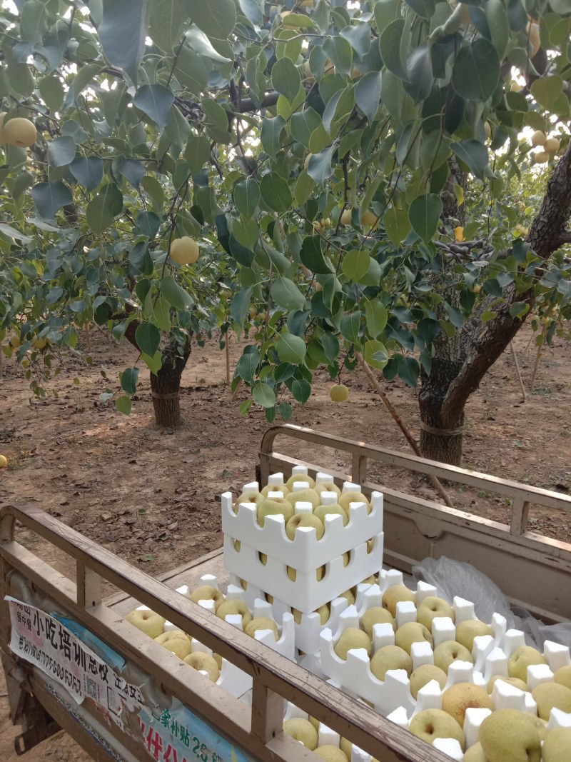 砀山酥梨，口感特别的好