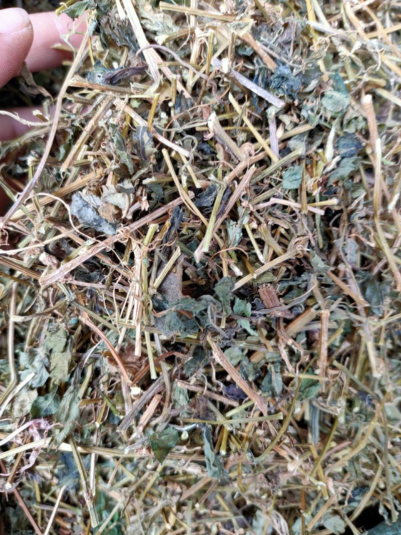 野生中药材绞股蓝药用绞股蓝七叶参七叶胆