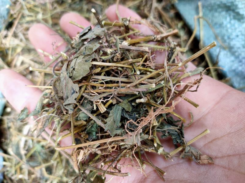 野生中药材绞股蓝药用绞股蓝七叶参七叶胆