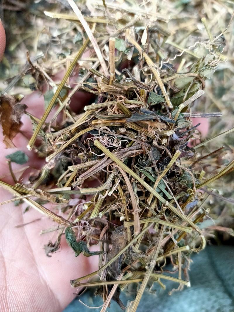 野生中药材绞股蓝药用绞股蓝七叶参七叶胆