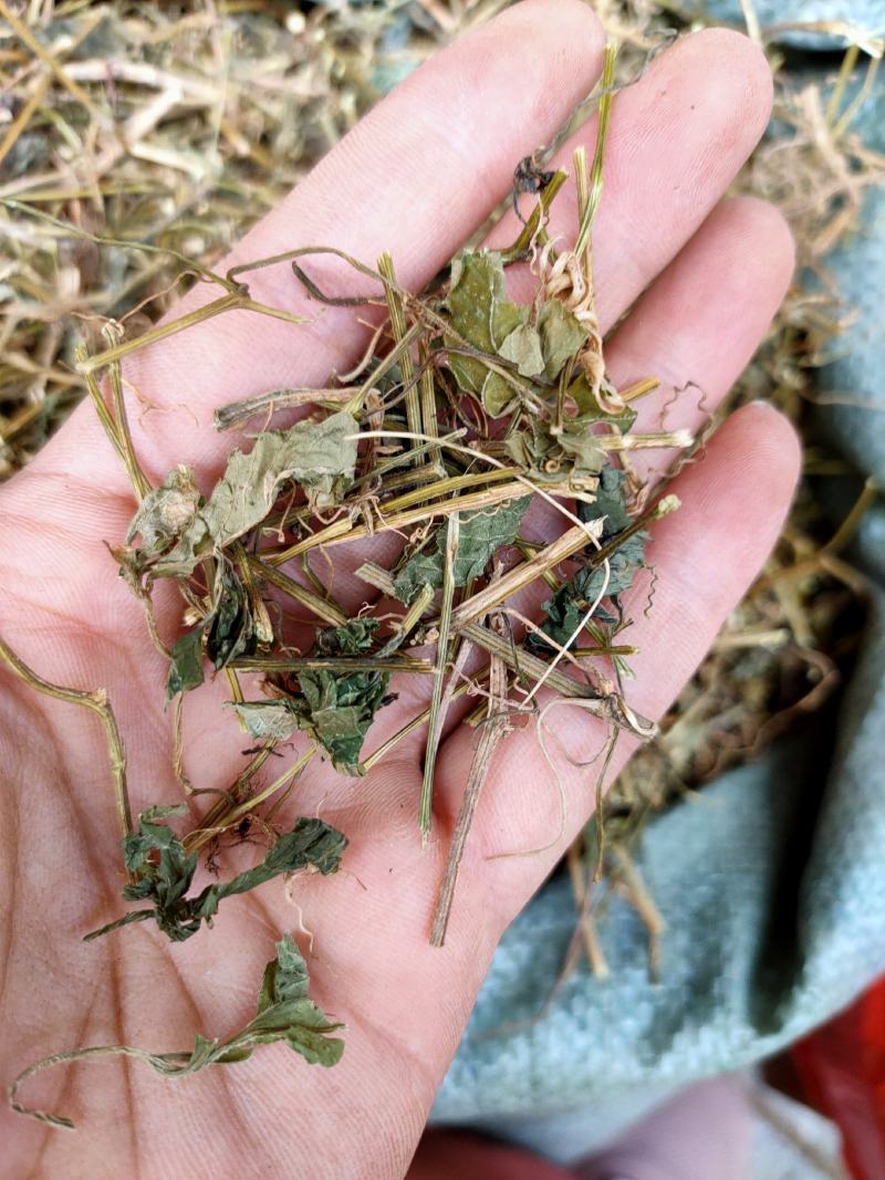 野生中药材绞股蓝药用绞股蓝七叶参七叶胆