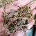 野生中药材绞股蓝药用绞股蓝七叶参七叶胆