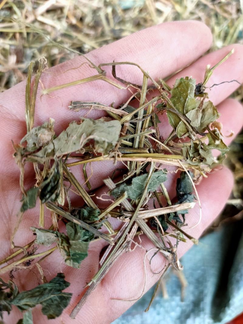 野生中药材绞股蓝药用绞股蓝七叶参七叶胆
