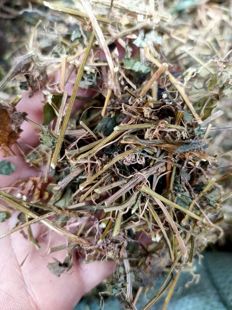 野生中药材绞股蓝药用绞股蓝七叶参七叶胆