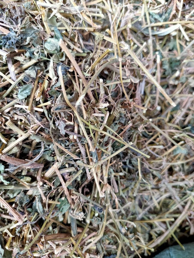 野生中药材绞股蓝药用绞股蓝七叶参七叶胆