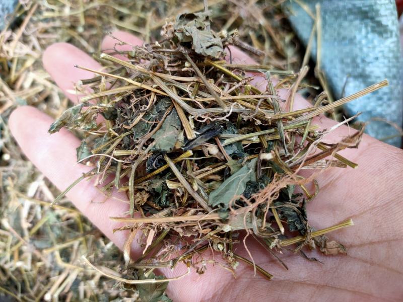 野生中药材绞股蓝药用绞股蓝七叶参七叶胆