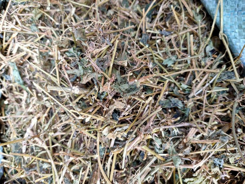 野生中药材绞股蓝药用绞股蓝七叶参七叶胆