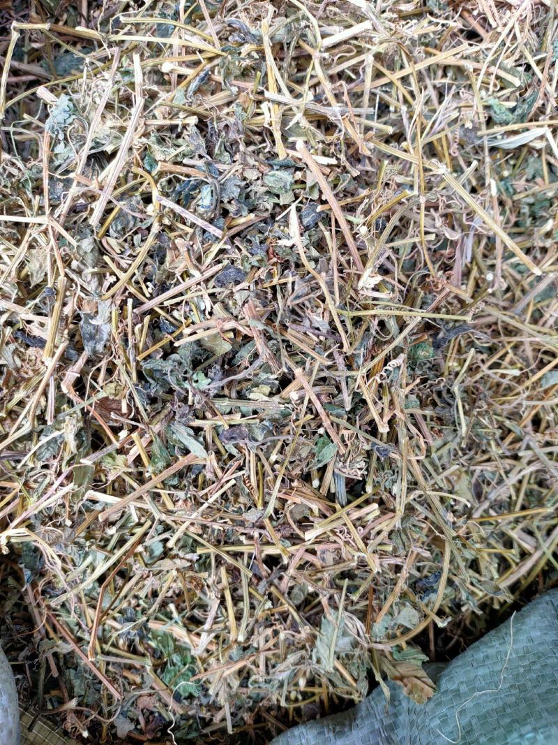 野生中药材绞股蓝药用绞股蓝七叶参七叶胆