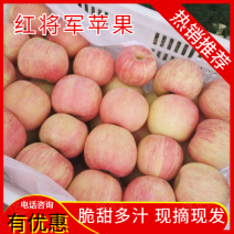 红将军苹果纸袋，口感脆甜颜色好地头看货价格可议货源充足