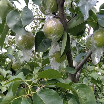自种植玉露香梨山西万亩梨园