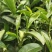 湖北绿茶,高山绿茶,新品秋茶250g,道教好茶