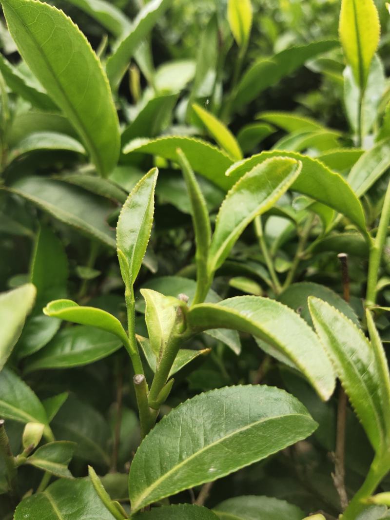 湖北绿茶,高山绿茶,新品秋茶250g,道教好茶