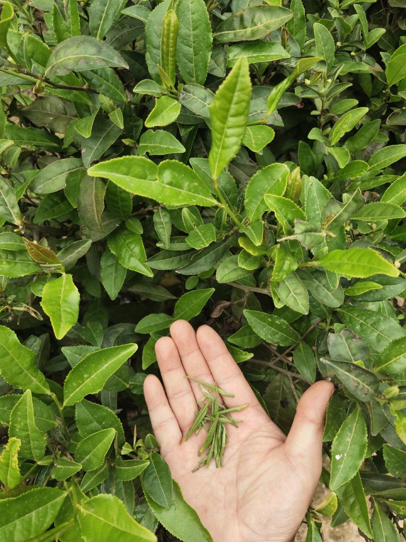 湖北绿茶,高山绿茶,新品秋茶250g,道教好茶