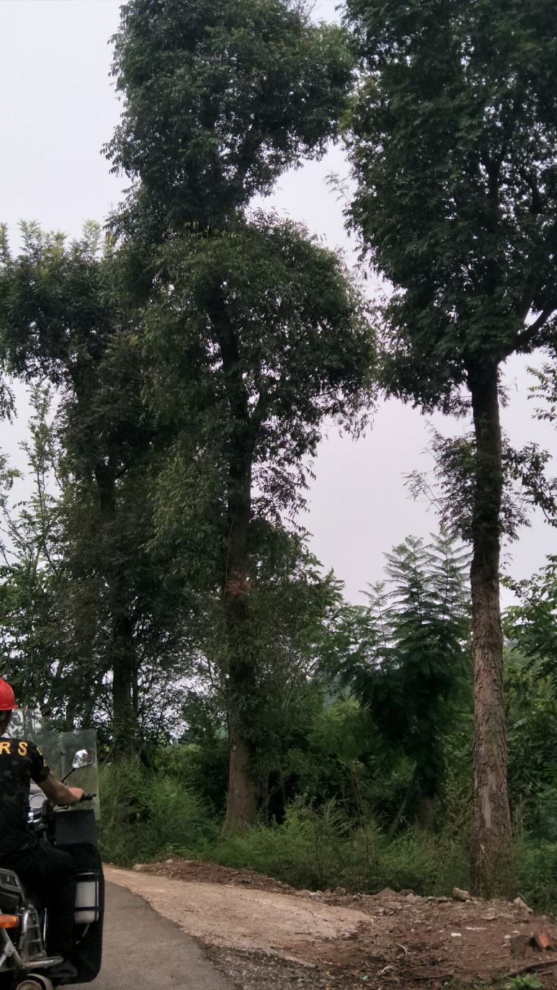 黄连木15-50公分熟货