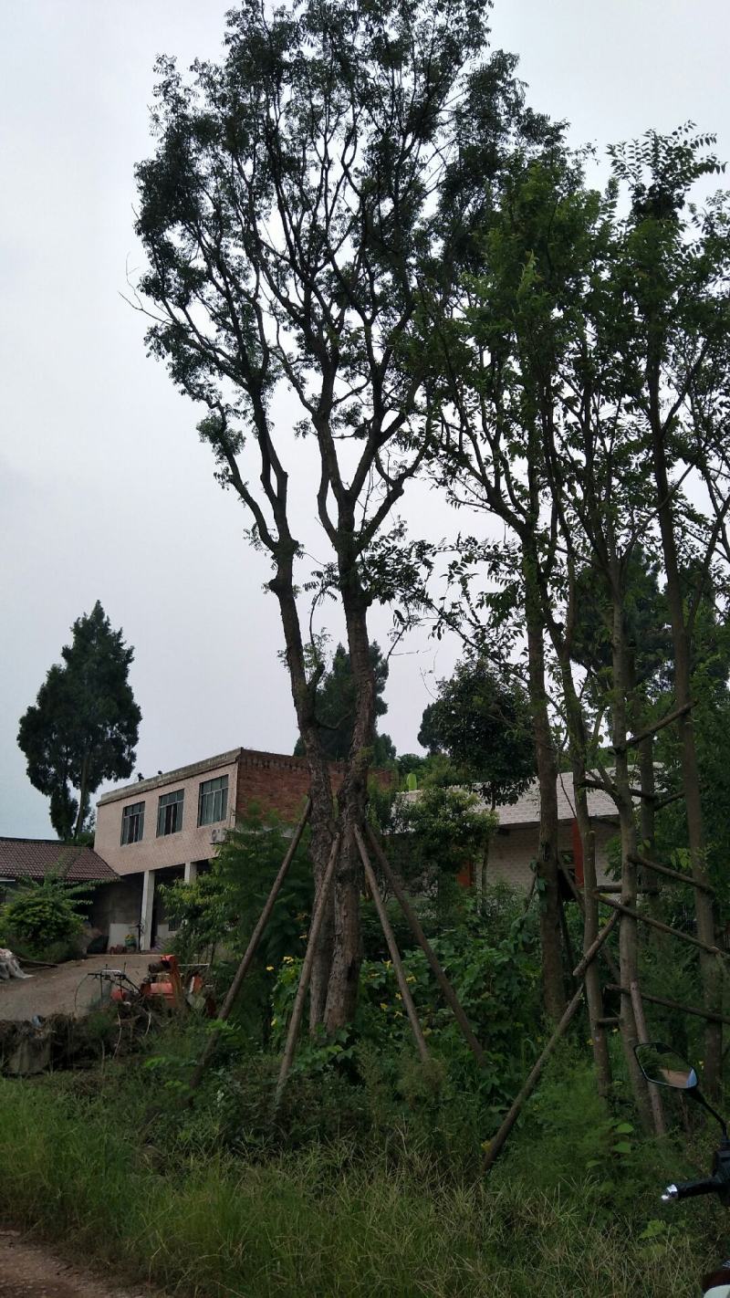 黄连木15-50公分熟货