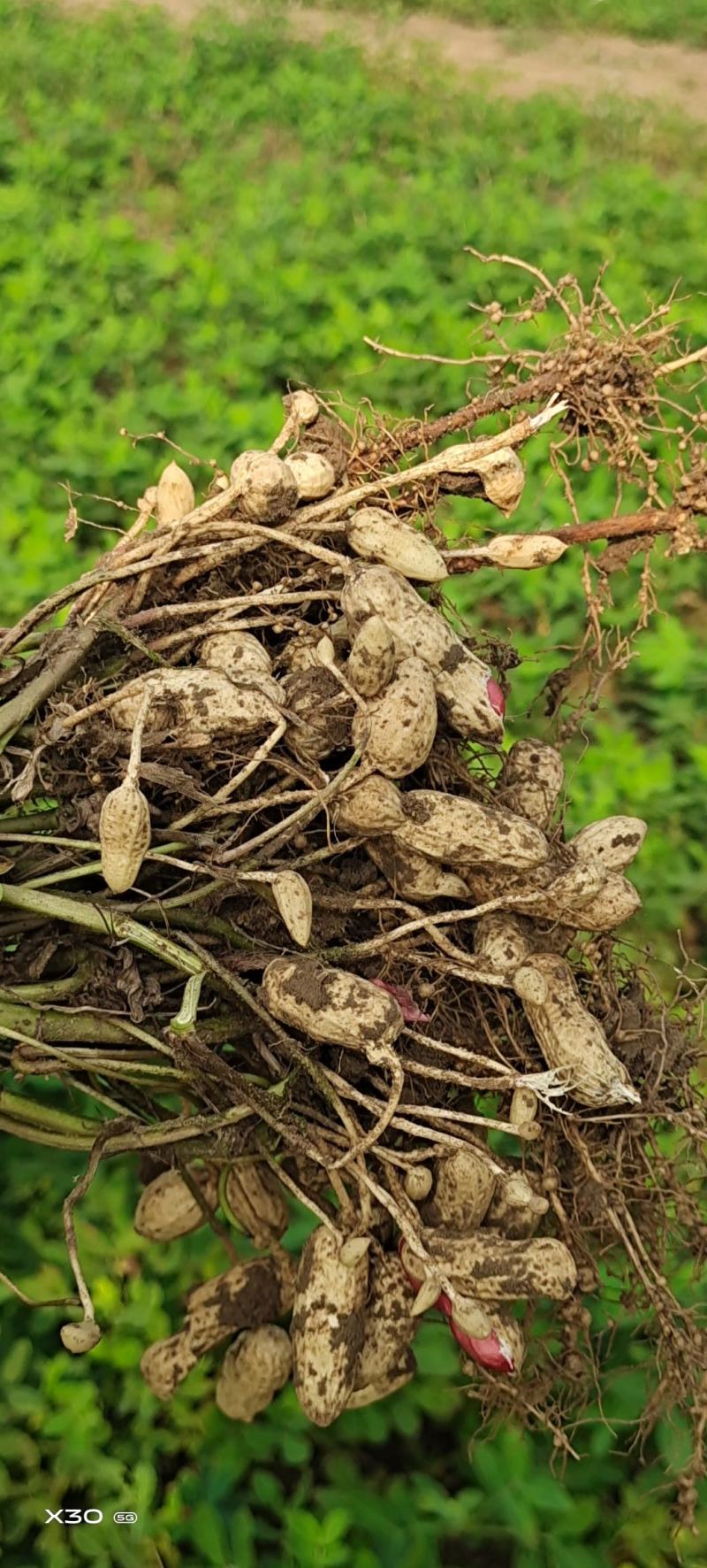 新鲜四粒红鲜花生，籽粒饱满