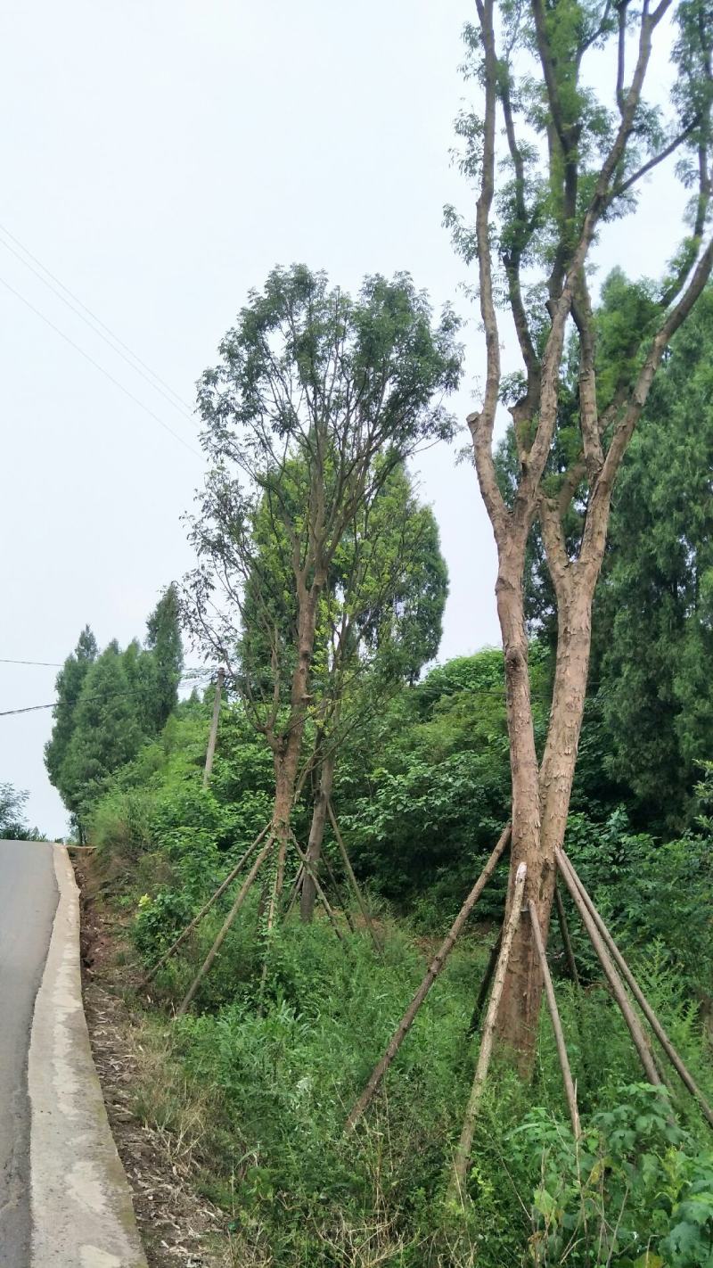 黄连木15-50公分熟货