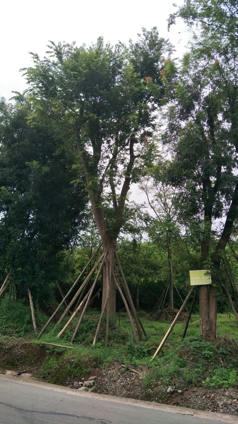 黄连木15-50公分熟货