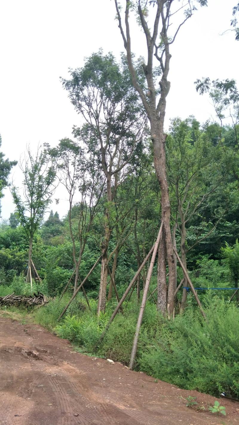 黄连木15-50公分熟货