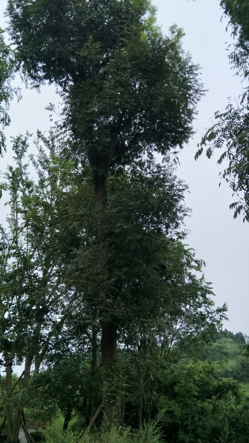 黄连木15-50公分熟货