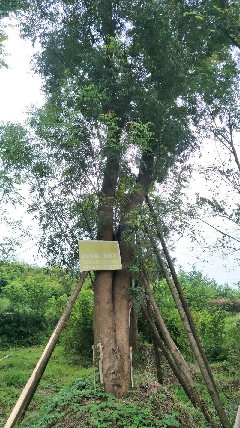 黄连木15-50公分熟货