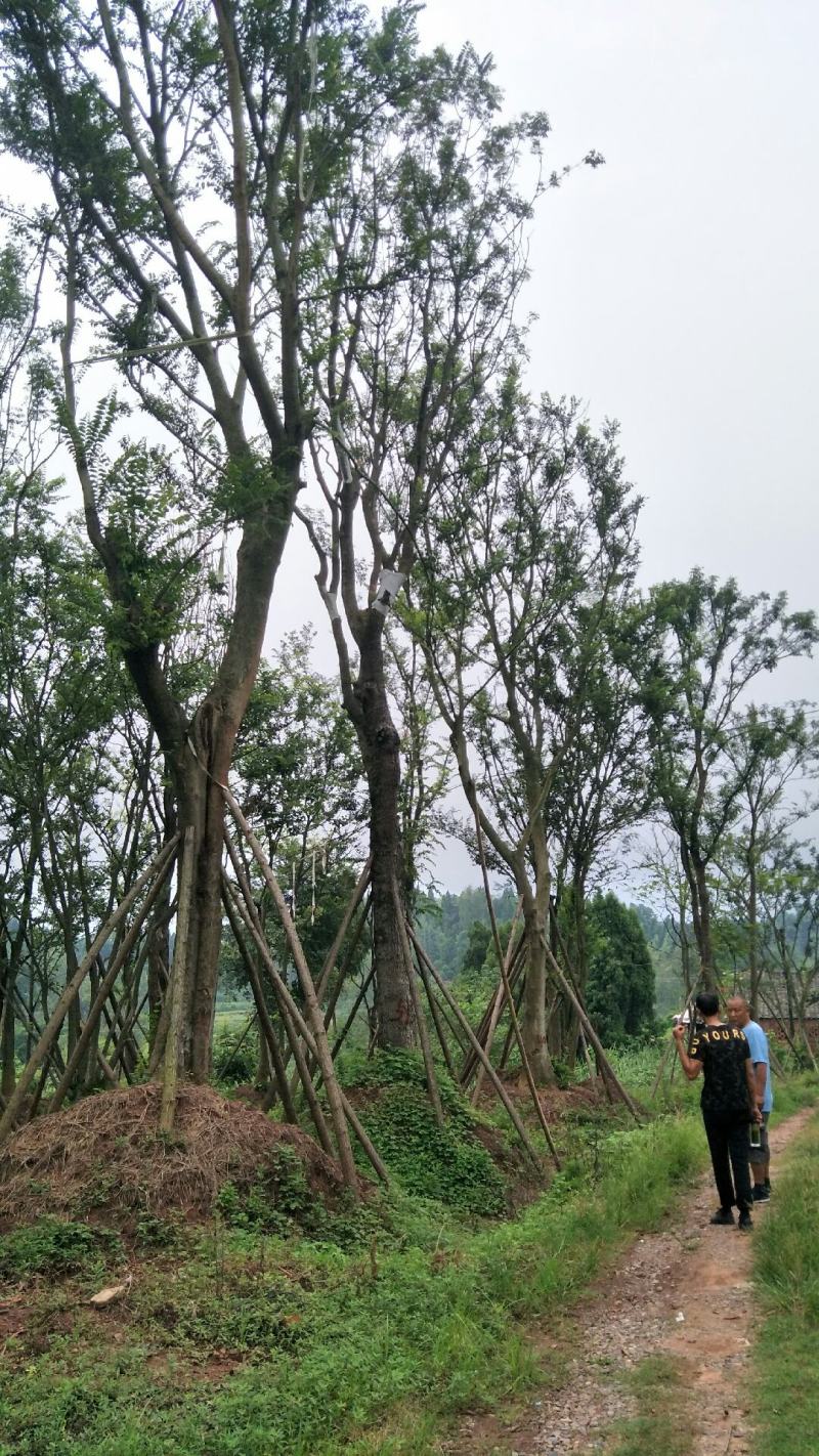 黄连木15-50公分熟货