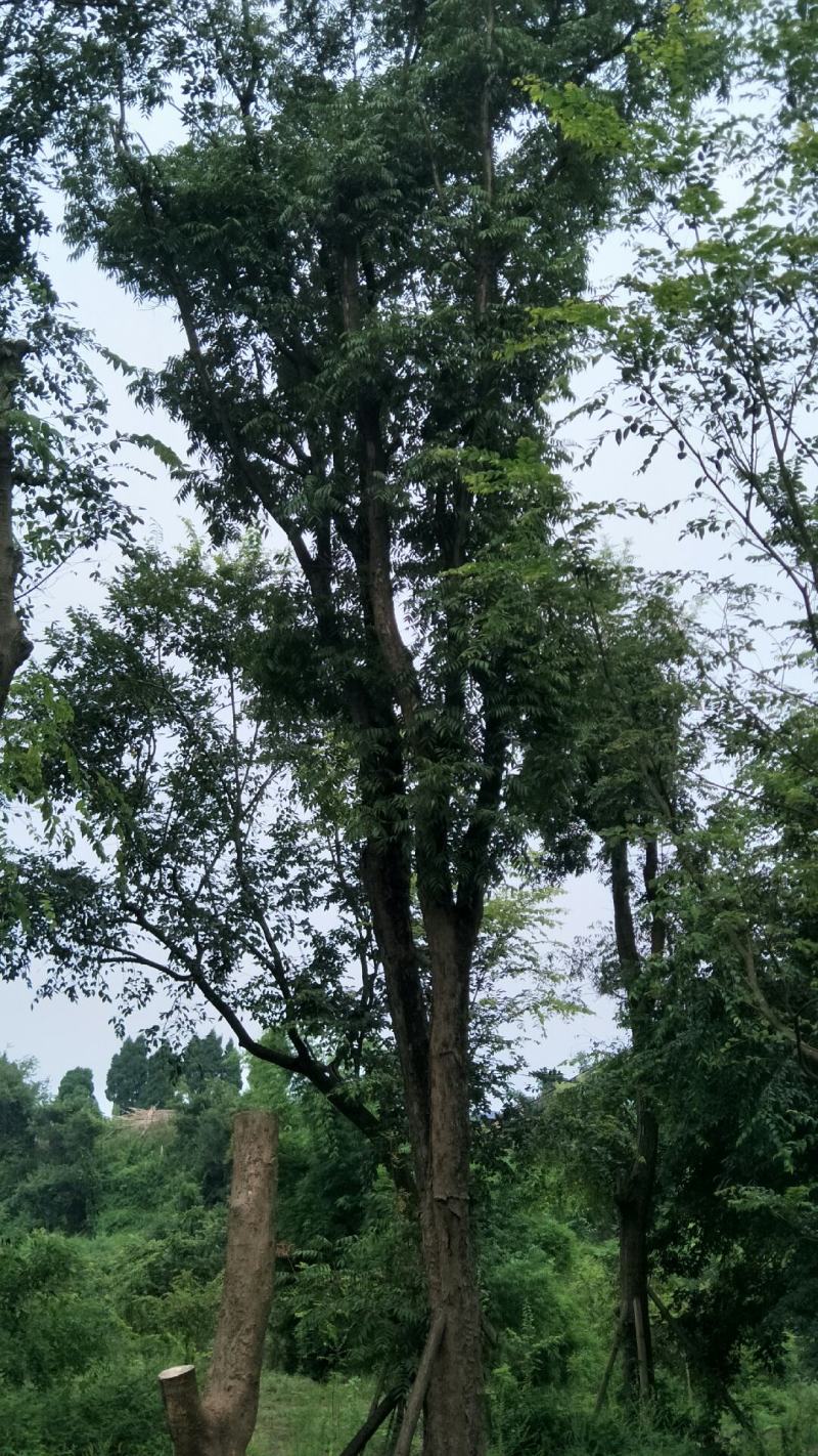 黄连木15-50公分熟货