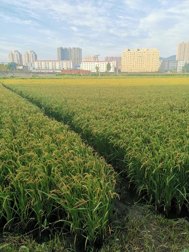 稻花香产自寒地黑土品质优良，原产地直供，没有中间商差价。