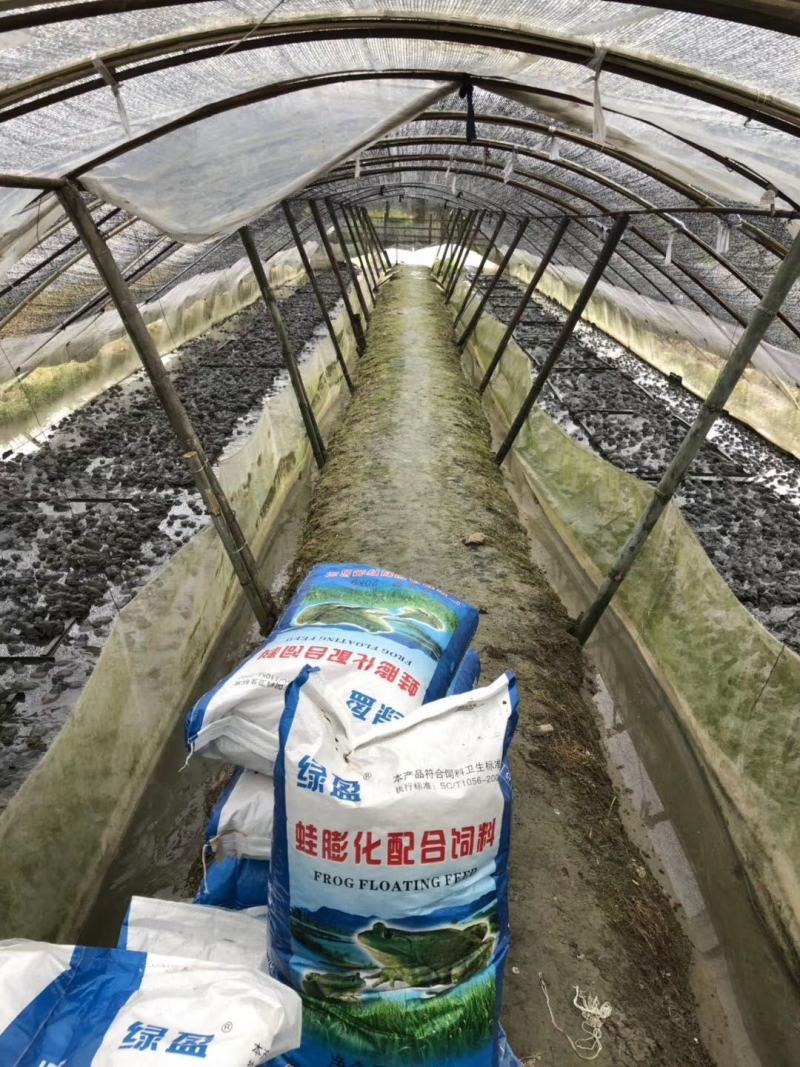 牛蛙饲料蛙料每袋20公斤欢迎来电咨询