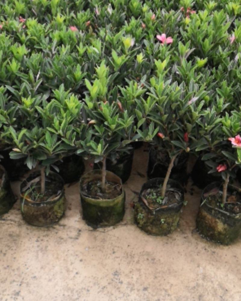 四季茶花，赏花观叶，花朵鲜艳，四季开花。