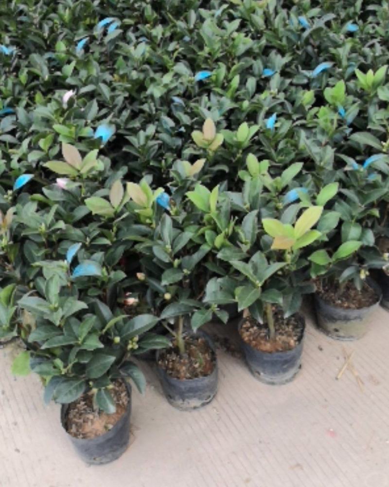 四季茶花，赏花观叶，花朵鲜艳，四季开花。
