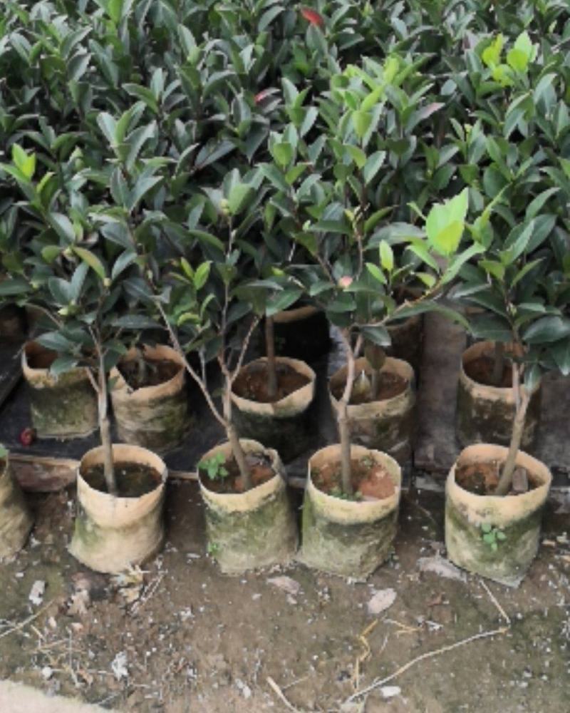 四季茶花，赏花观叶，花朵鲜艳，四季开花。