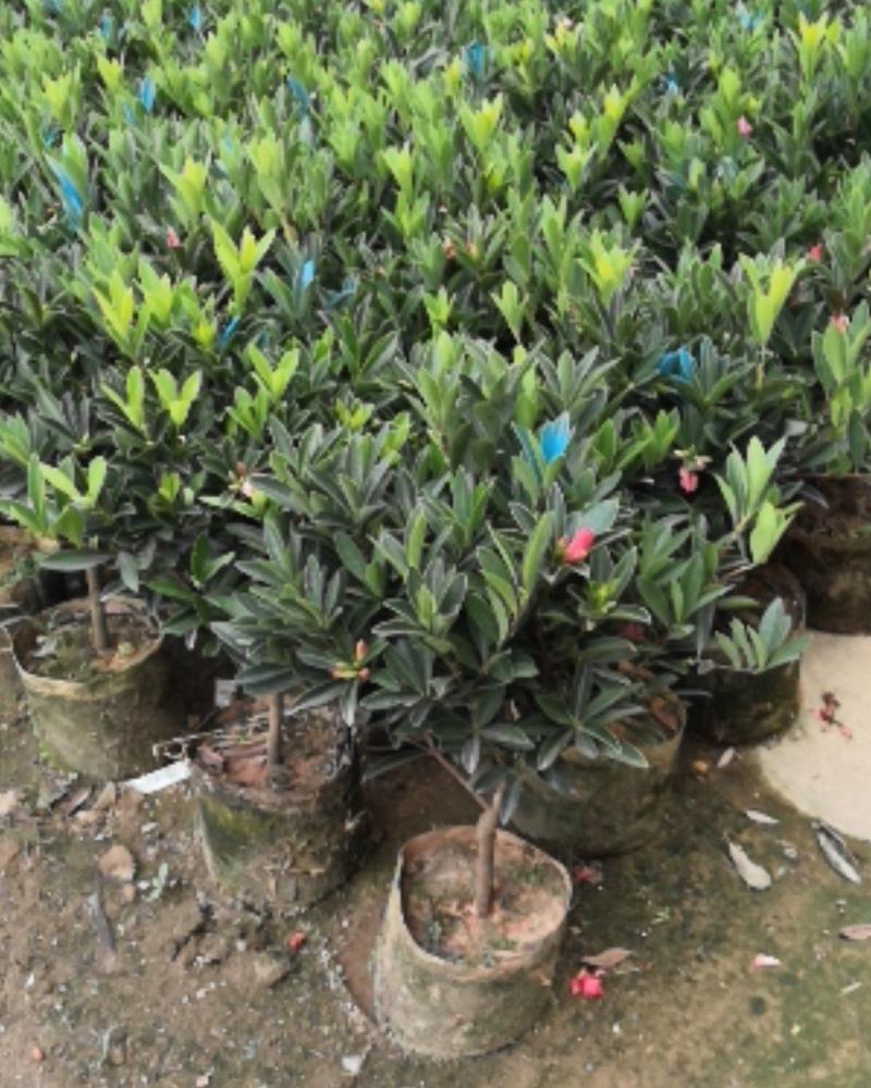 四季茶花，赏花观叶，花朵鲜艳，四季开花。