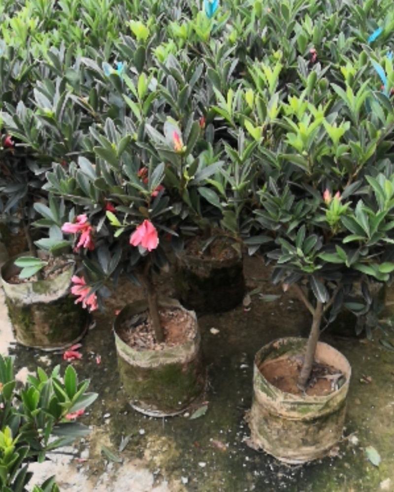 四季茶花，赏花观叶，花朵鲜艳，四季开花。