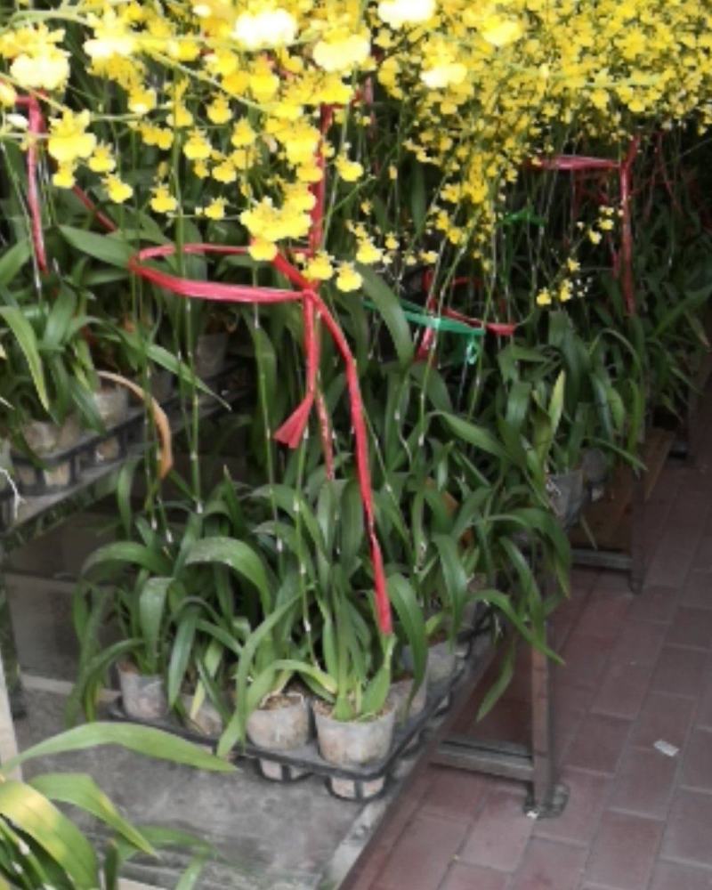 建兰，四季兰，墨兰，大花惠兰，文心兰，石斛兰，浓香型花卉