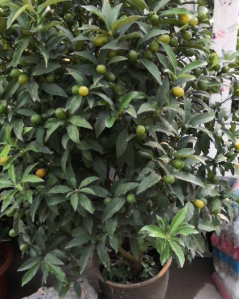 金桔，四季挂果的四季金桔，观花观果可以食用的观赏盆栽