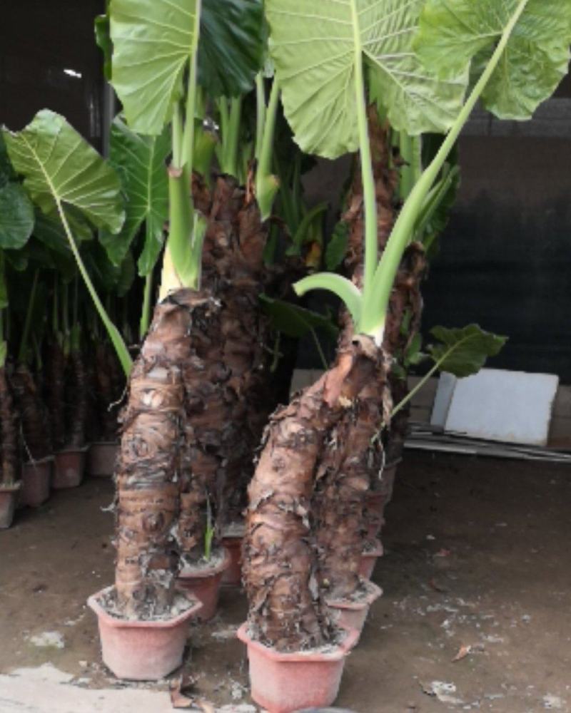 滴水观音，四季常青观叶植物。