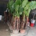 滴水观音，四季常青观叶植物。