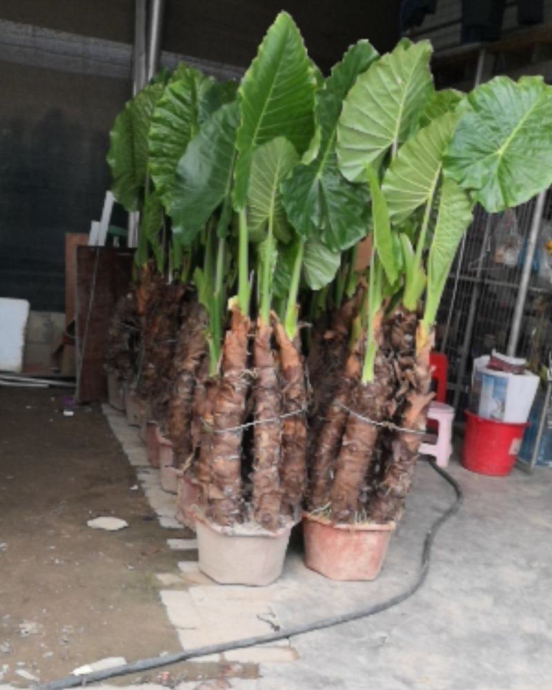 滴水观音，四季常青观叶植物。