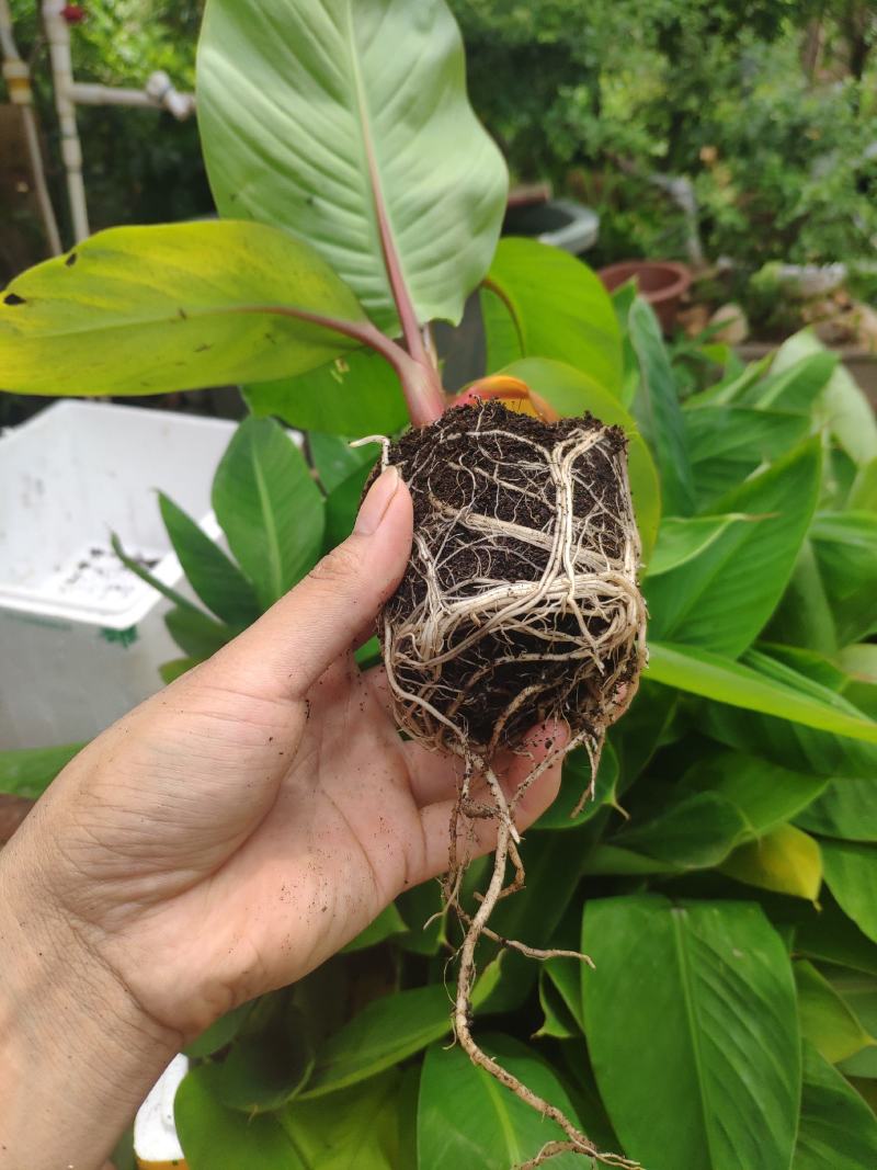 红香蕉苗红美人香蕉苗基地直供，产地直发量大私聊
