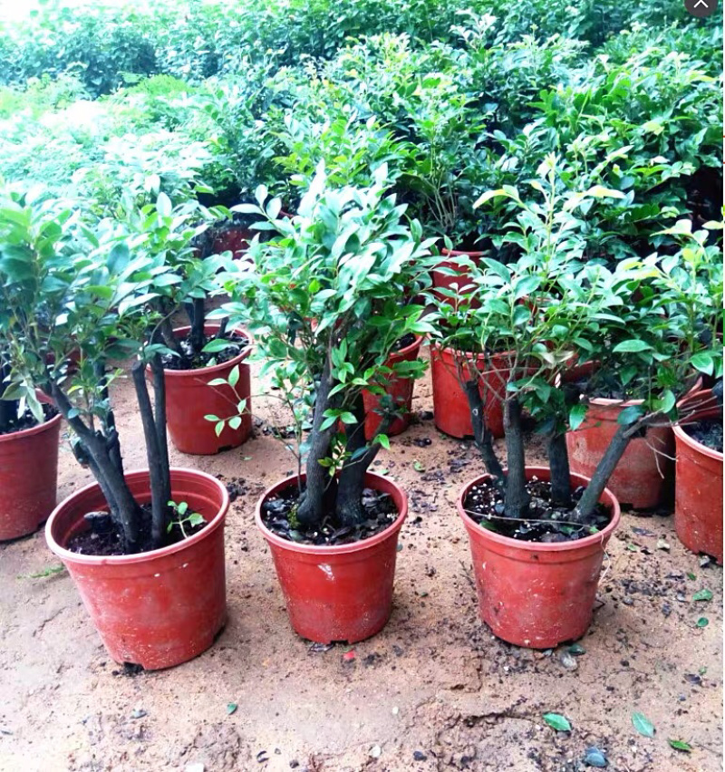 小叶紫檀盆景树桩黑骨茶镇宅辟邪耐寒植物小叶紫檀苗
