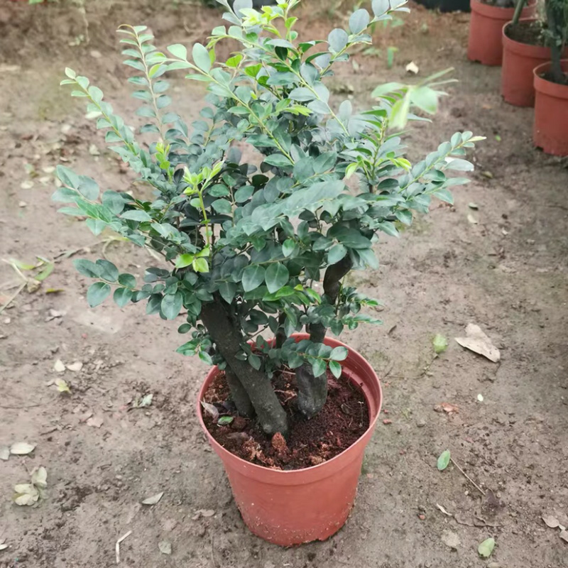 小叶紫檀盆景树桩黑骨茶镇宅辟邪耐寒植物小叶紫檀苗