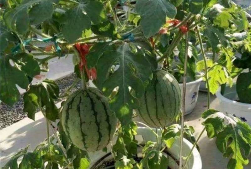 嫁接西瓜苗秧8424四季特大早熟超甜无籽巨型瓜秧
