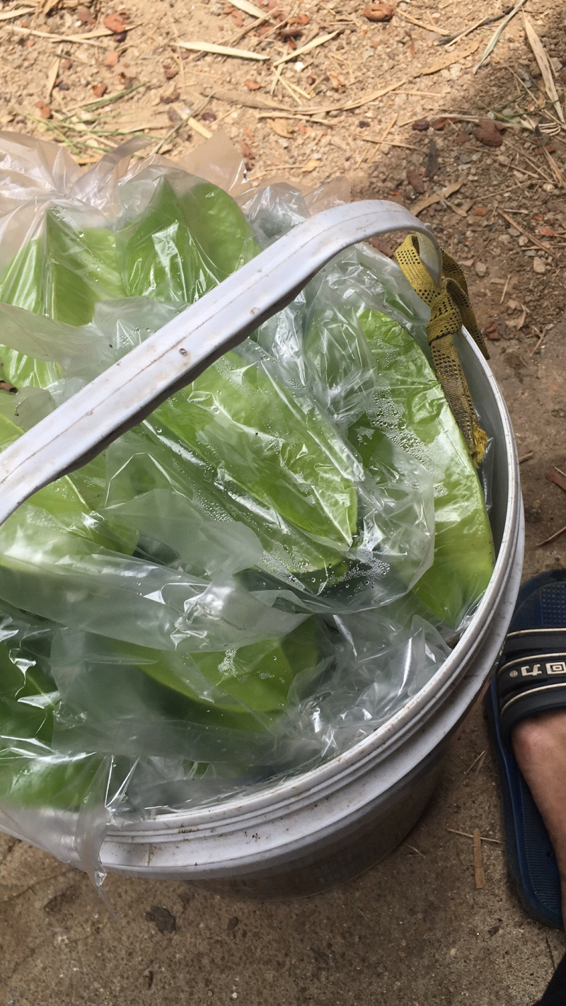 漳州甜杨桃孕妇不二选的水果果大水分充足