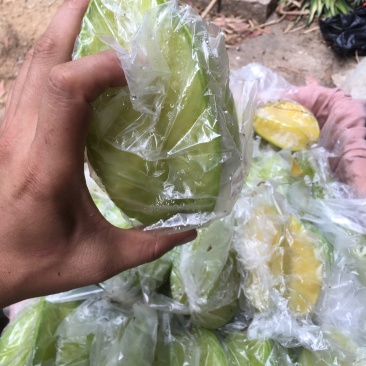 漳州甜杨桃孕妇不二选的水果果大水分充足