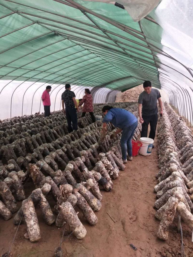 湖北花菇,优质干香菇,助农湖北,基地直销,向兴农业香菇